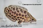 Leopard bush fish 1.5"-2" (Ctenopoma Acutirostre)